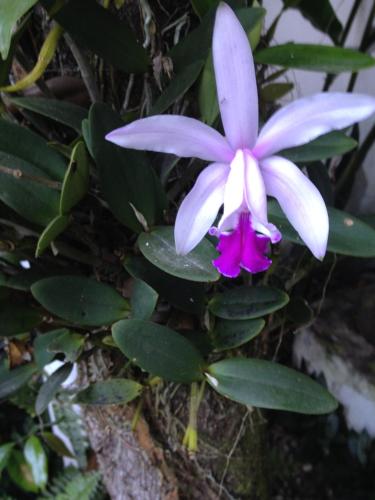 a purple and white flower on a plant at Art Hotel Aos Sinos Dos Anjos in Arraial d'Ajuda