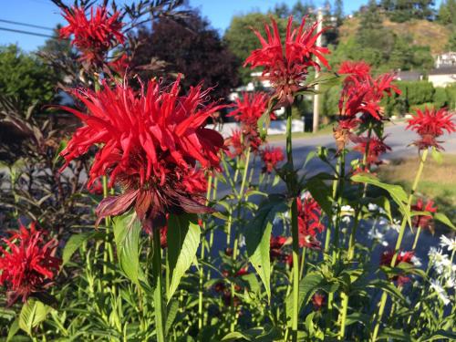 a group of red flowers in a garden at Gibsons Harbour Retreat in Gibsons