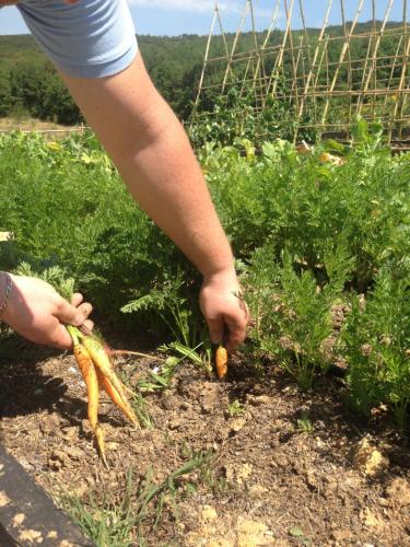 a person holding a bunch of carrots in a field at Wine Resort Conti di San Bonifacio in Montemassi