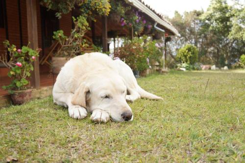a white dog laying on the grass in the yard at Hospedaje Rural Misia Emilia in Medellín