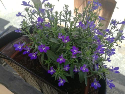 a bouquet of purple flowers in a basket at B&B Il Prugnolo in Castel di Sangro