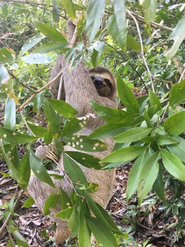 a sloth sitting in the middle of a tree at Ukinca in Uvita