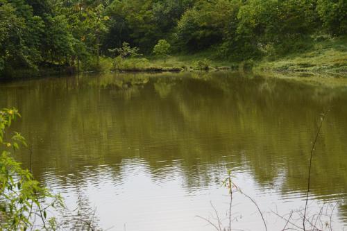 a large body of water with trees in the background at Albergue La Laguna in Puerto Jiménez