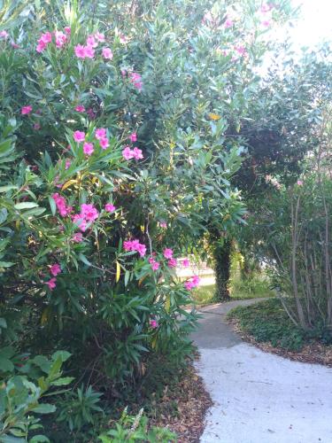 a bush with pink flowers on a sidewalk at La Chaumiere d Agde in Agde