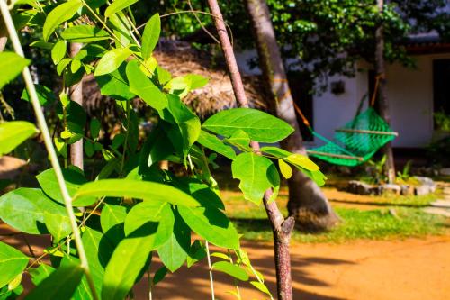 a tree with green leaves in front of a house at Sigiriya Lahiru Homestay in Sigiriya