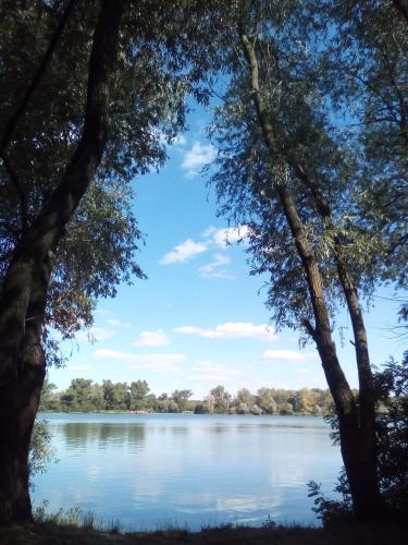 a view of a lake from between two trees at Vinný Sklep U Terezy a Jakuba in Moravská Nová Ves