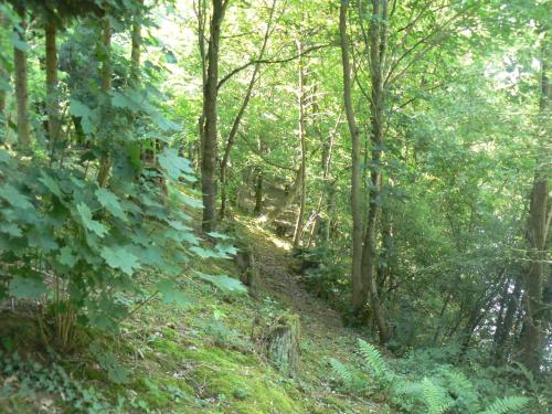 a trail in a wooded area with green trees at Chambre d'hôtes du Moulin de Landonvillers in Courcelles-Chaussy