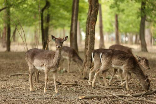a group of deer standing in the woods at Art Hotel Kaštieľ in Tomášov