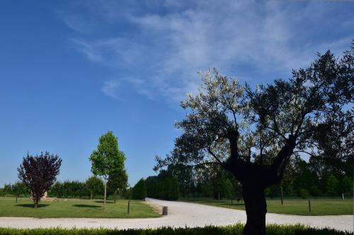 a tree is standing in the middle of a road at Tenuta Monterosso in Feriole