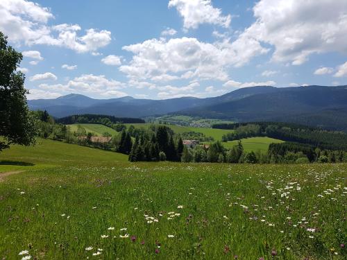 a field of flowers in a field with mountains at Osserhotel - B&B am Osser in Lohberg