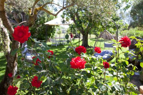 a group of red roses in a garden at Via dei Mari Guest House in Oristano