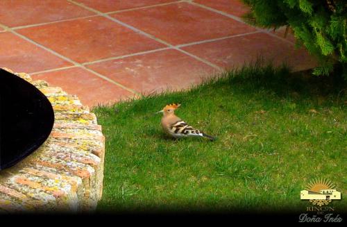 a bird sitting in the grass next to a wall at Hotel Rural Rincón de Doña Inés in Villanueva de la Condesa