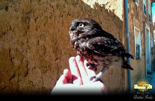 a person holding a small bird on a hand at Hotel Rural Rincón de Doña Inés in Villanueva de la Condesa