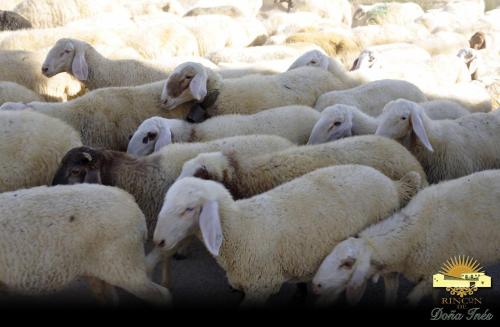 a herd of sheep standing together in a field at Hotel Rural Rincón de Doña Inés in Villanueva de la Condesa