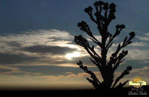 a silhouette of a plant in front of the sunset at Hotel Rural Rincón de Doña Inés in Villanueva de la Condesa