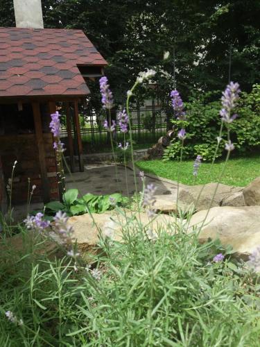 un jardin avec des fleurs violettes et un kiosque dans l'établissement Art d'ECO, à Skole