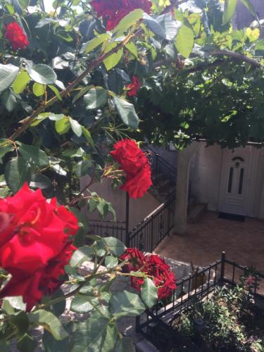 a group of red roses growing on a tree at Apartman Nina in Risan