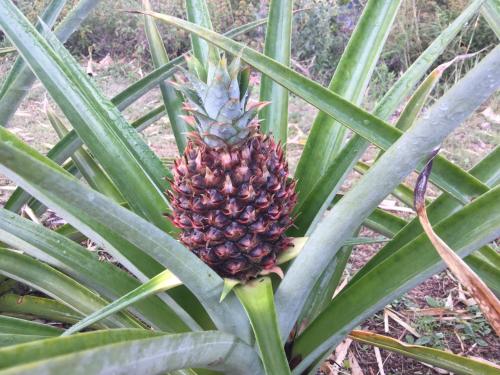 a pineapple in the middle of a plant at Hawk's Nest Bed & Breakfast in La Laguna de San Carlos