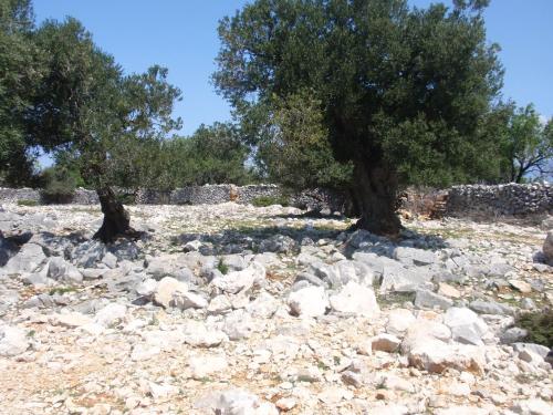 Φυσικό τοπίο κοντά σε αυτό το διαμέρισμα
