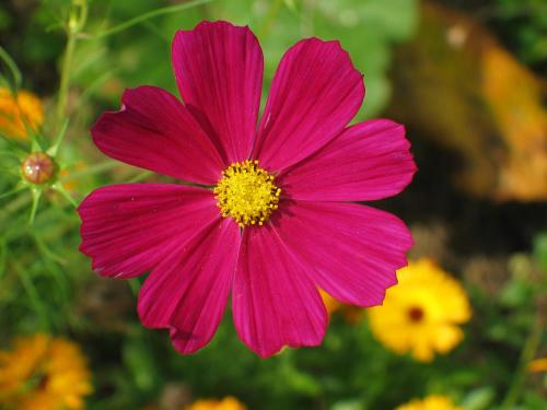 a pink flower with a yellow center at La Maison au Vert in Melincourt