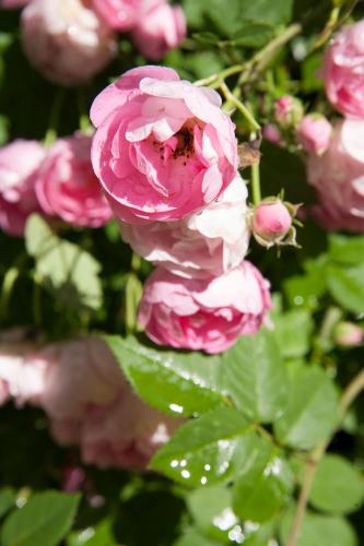 a close up of a pink flower at La Maison au Vert in Melincourt