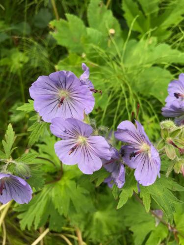 a group of purple flowers with green leaves at Halcyon Heights B&B/Inn in Homer