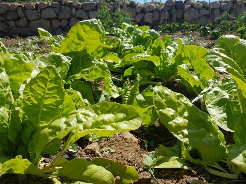 a field of green plants in a garden at Mas del Sord 1335 in La Selva del Camp