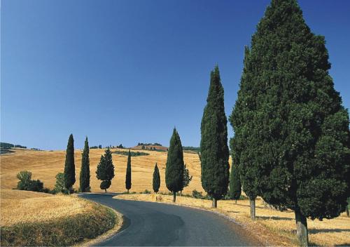 a road with a bunch of cypress trees on the side at Agritur Villa Osvaldo Castiglione del Lago Perugia Piscina acqua salata possibilità colazione in Castiglione del Lago