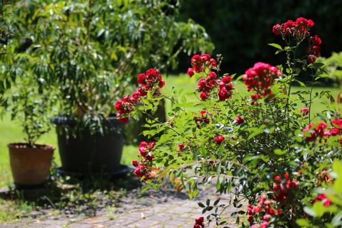 a garden with red flowers and plants at Bio Hotel Haus am Weinberg in Achkarren