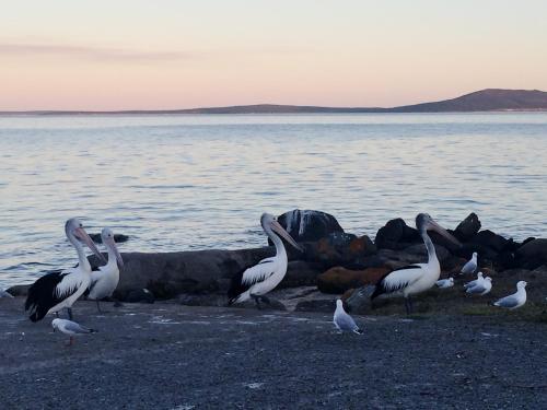 a flock of seagulls sitting on top of a rock at Hilton Motel in Port Lincoln