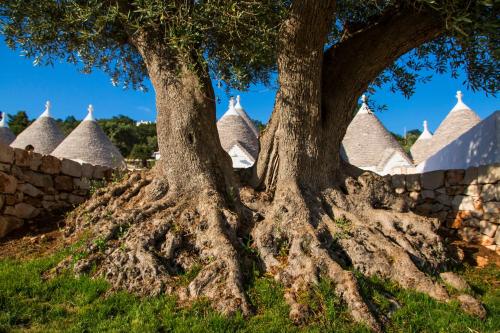 two trees in front of a stone wall at Borgo Canonica in Cisternino