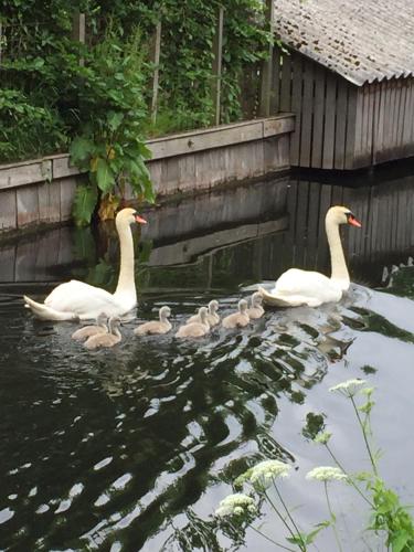a group of swans and ducks in the water at Bed & Breakfast Kortenhoefsedijk in Kortenhoef