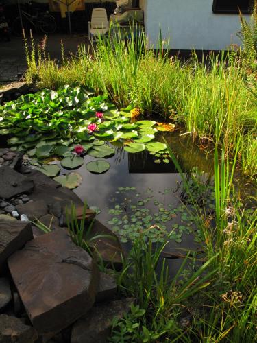 a pond with water lilies and grass at Komfortwohnung City/Messe 25 Min in Cologne