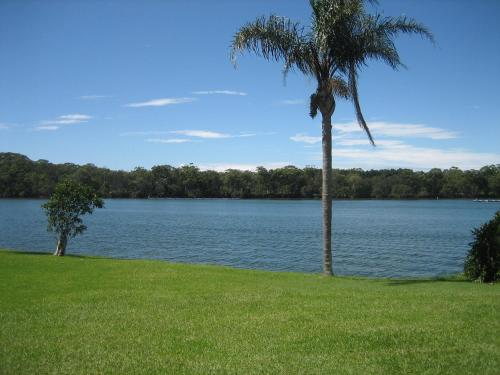 a palm tree in the grass next to a lake at The Nambucca Motel in Nambucca Heads
