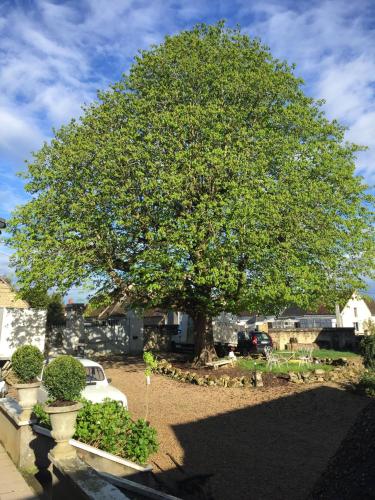 a large tree in a yard with a car under it at Au Coeur de la Cour in Saint-Georges-sur-Cher
