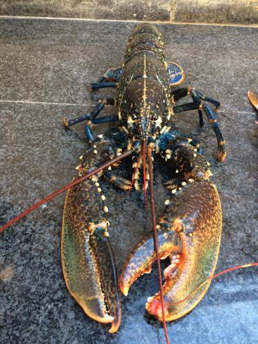 a lobster is sitting on the ground at Cala Arenella in Sciacca