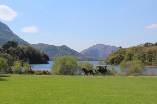 a horse drawn carriage in a field near a lake at Luachra Lodge in Killarney