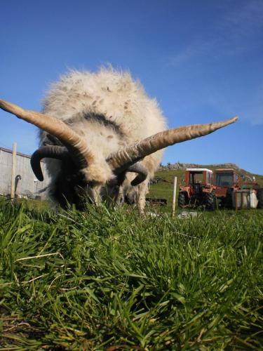a ram with long horns laying in the grass at Guesthouse Holmur in Hólmur