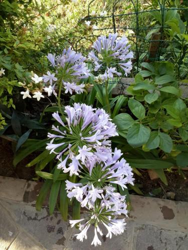 a bunch of purple flowers in a garden at B&B Amy&Julie in Badia Polesine
