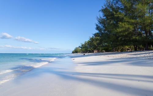 a sandy beach with trees and the ocean at Lazy Beach House in Kiwengwa