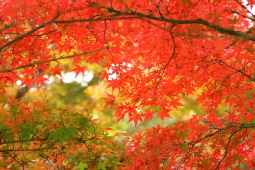 a bunch of red leaves on a tree at Tensui Saryo in Hakone