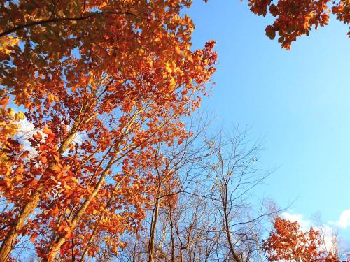 a group of trees with autumn leaves on them at Tensui Saryo in Hakone