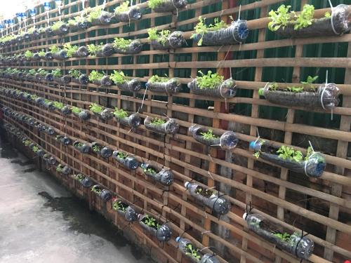 a wall of plants in pots on a building at King Boutique Hotel in Siem Reap