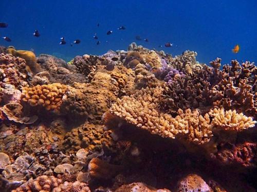 a coral reef with fish in the ocean at Agung Bali Nirwana Villas and Spa in Tejakula