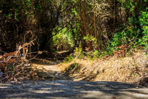 a dirt road in the middle of a forest at Porto Gerakas Villas in Vasilikos