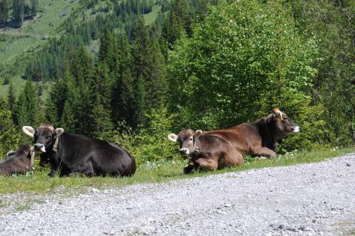 a group of cows laying in the grass next to a road at Lechtaler Naturparkchalets in Gramais