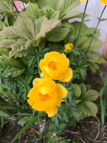 a group of yellow flowers in a garden at Halcyon Heights B&B/Inn in Homer