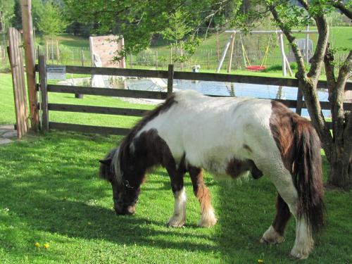 a brown and white pony grazing in the grass at Familien-Appartements Örglwirt's Gut in Mariapfarr