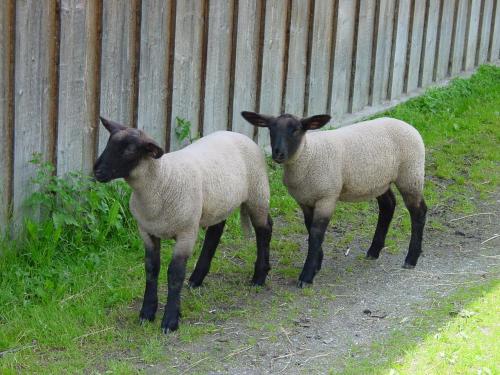 two sheep are standing next to a fence at Familien-Appartements Örglwirt's Gut in Mariapfarr