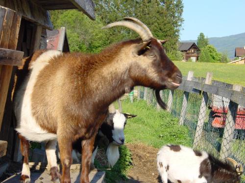 a goat with long horns standing next to another goat at Familien-Appartements Örglwirt's Gut in Mariapfarr